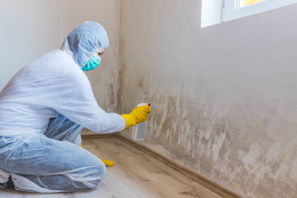 Licensed Black Mold Removal service in Glen Rock, NJ - WQB Mold Removal