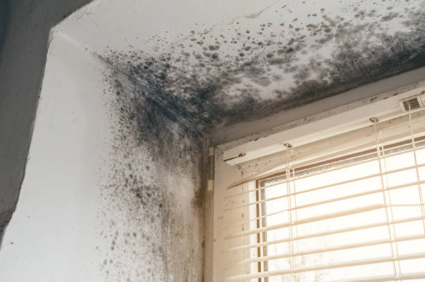 Affordable Black Mold Removal solutions in Glen Rock, NJ